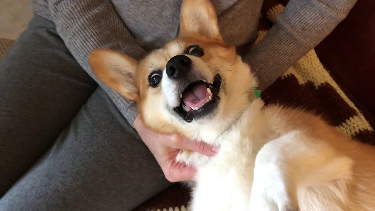Derpy Girl, Derpy Corgi