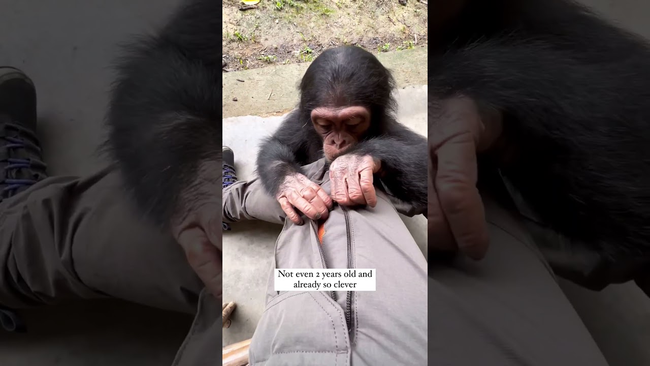 Incredibly curious and clever 🙉🧠