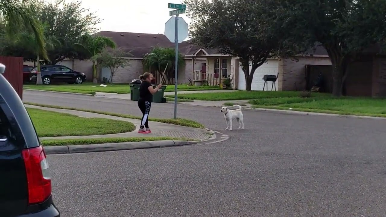 07/21/2020 Neighbor's dogs attack joggers