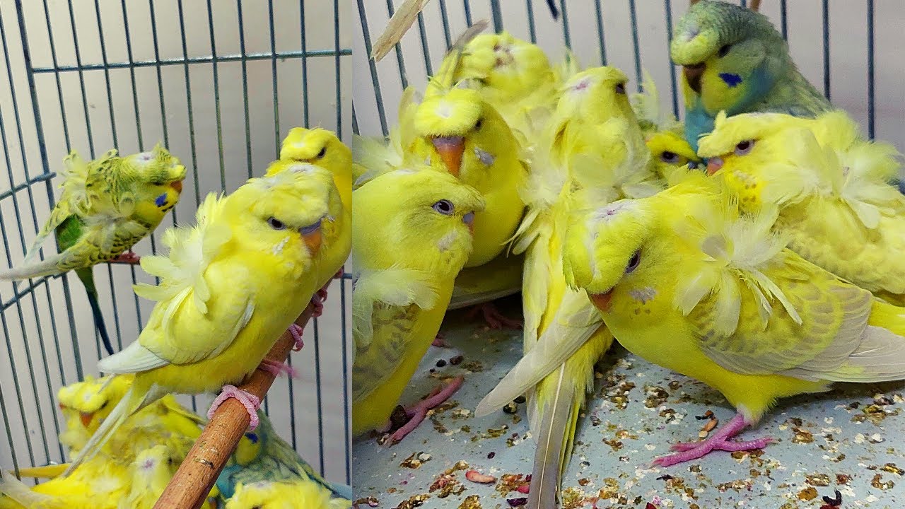 MUHABBET KUŞLARI YEME DÜŞTÜ, LACEWİNG ,TEKSAS JAPONES MUHABBET KUŞLARI