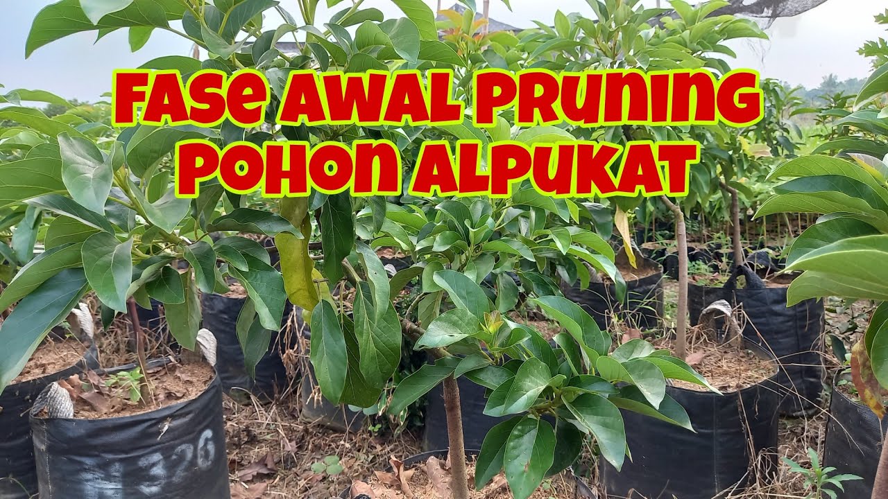 Waktu Yang Tepat Awal Pruning/Pemangkasan Alpukat