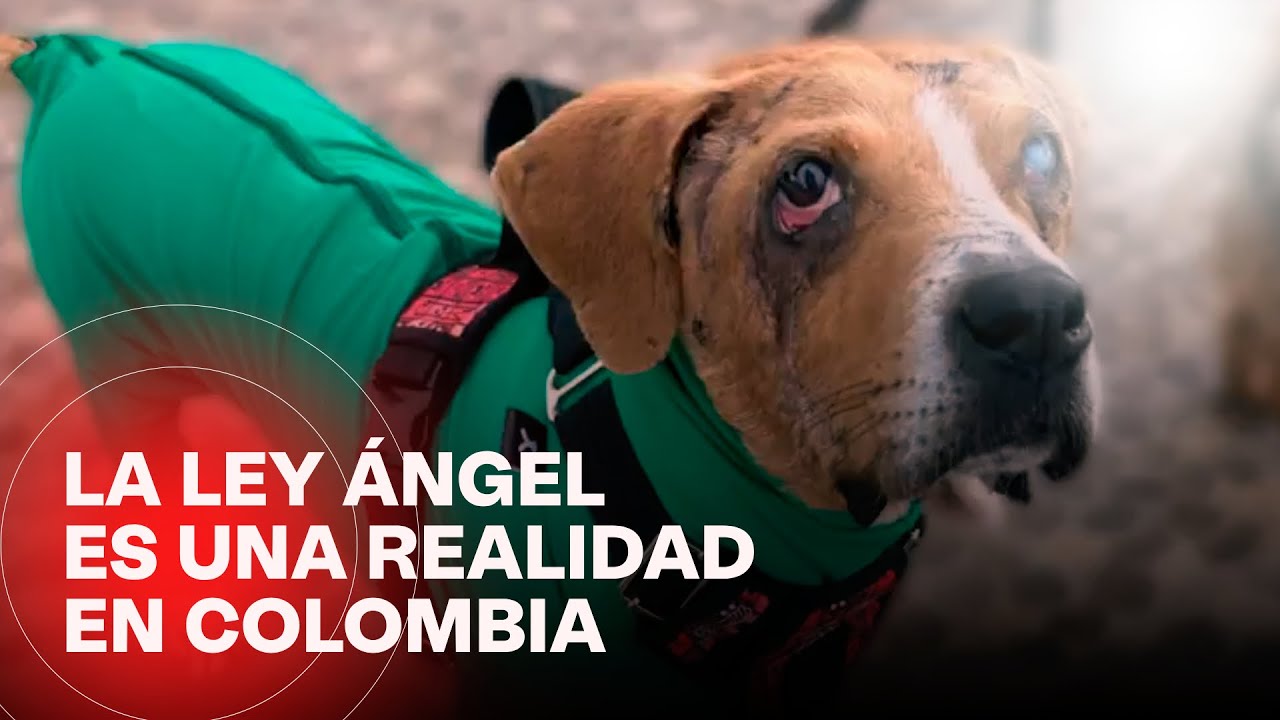 Fue aprobada la ley Ángel: ¿Qué significa esta medida para los animales en Colombia?
