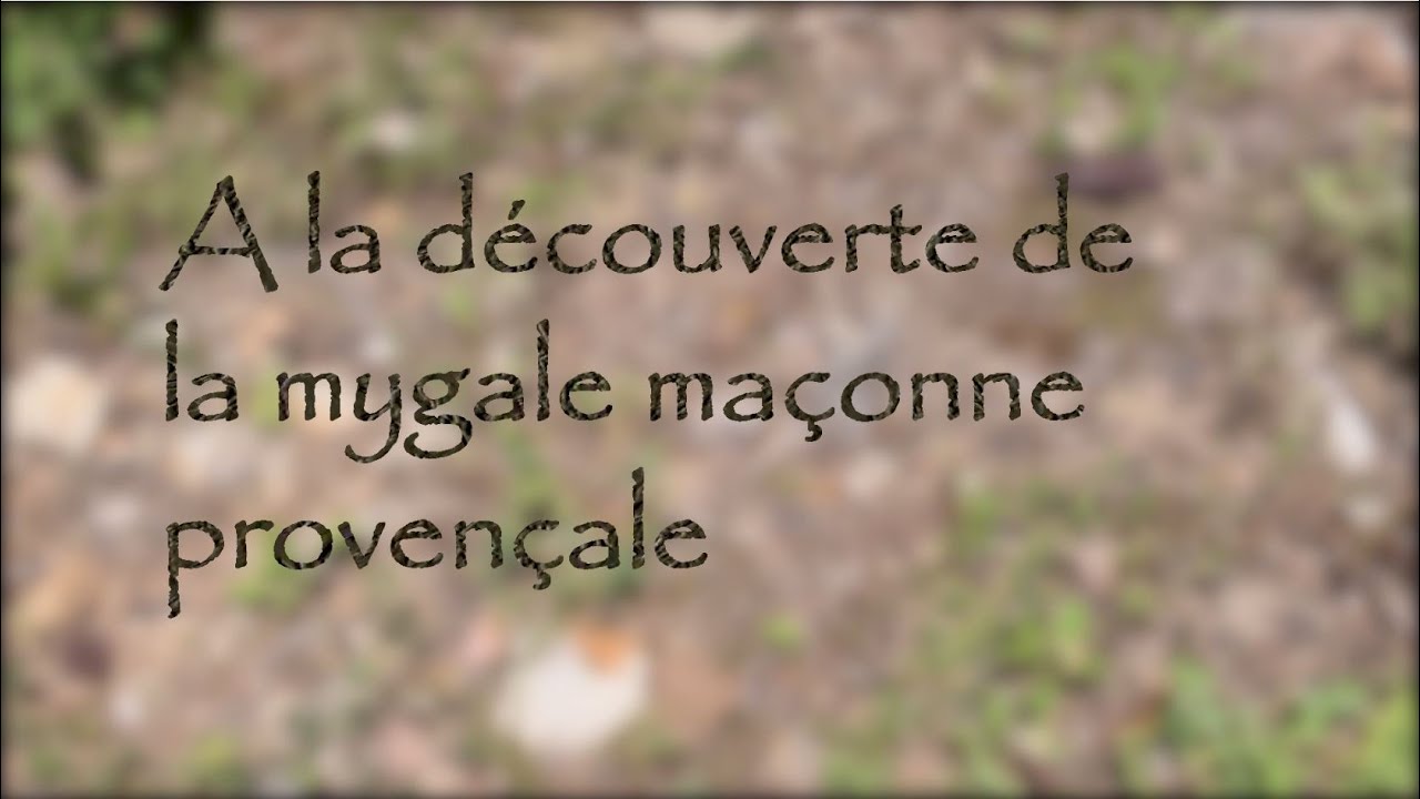 A la découverte des mygales maçonnes provençales (Nemesia sp)