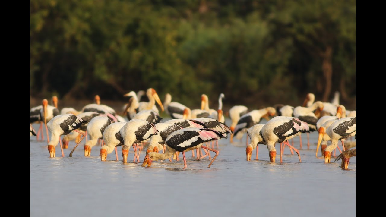 Beautiful Painted Storks | Big flock of Painted Stork foraging around Tonle Sap Lake | Cam nature |