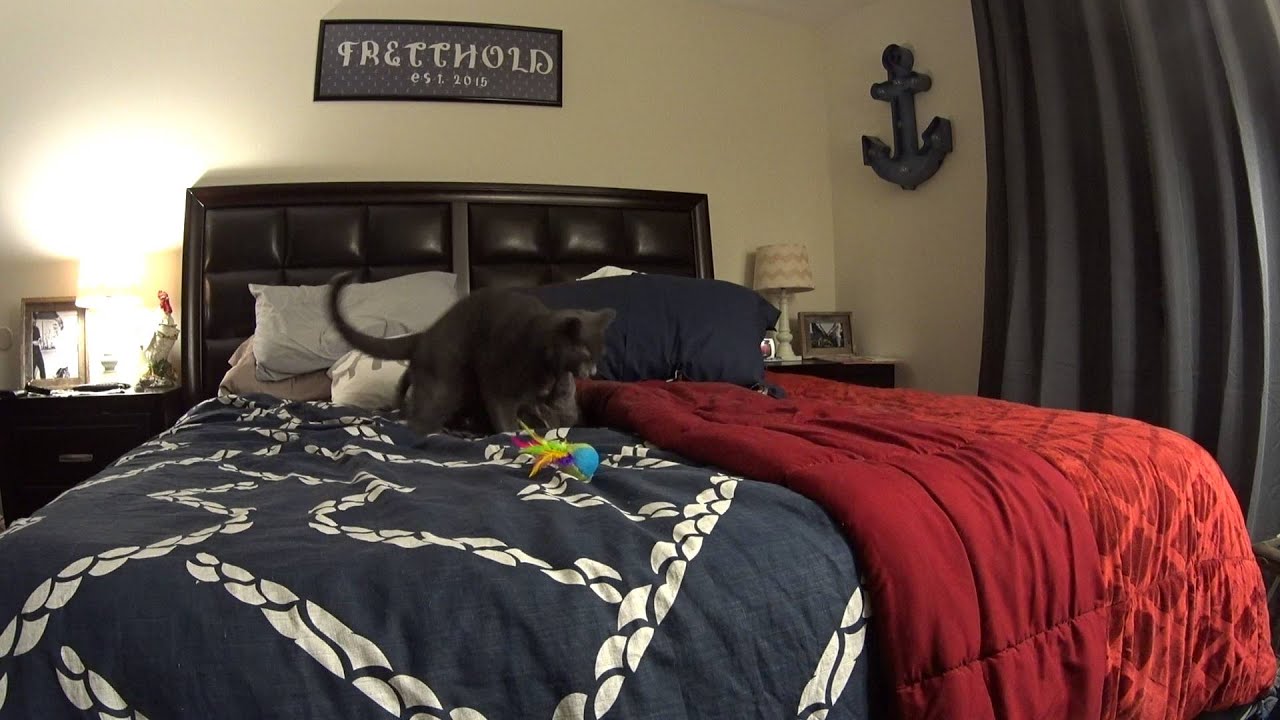 Cat Fight!!