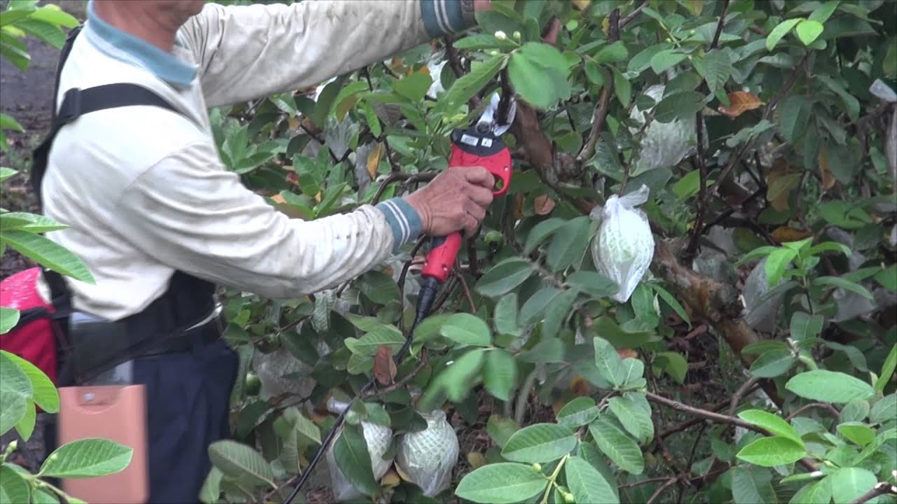 LKP-001芭樂樹樹枝修剪