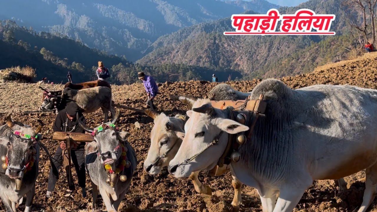 पहाड़ो मैं हल लगना हुआ सुरु || Pahadi Haliya 
