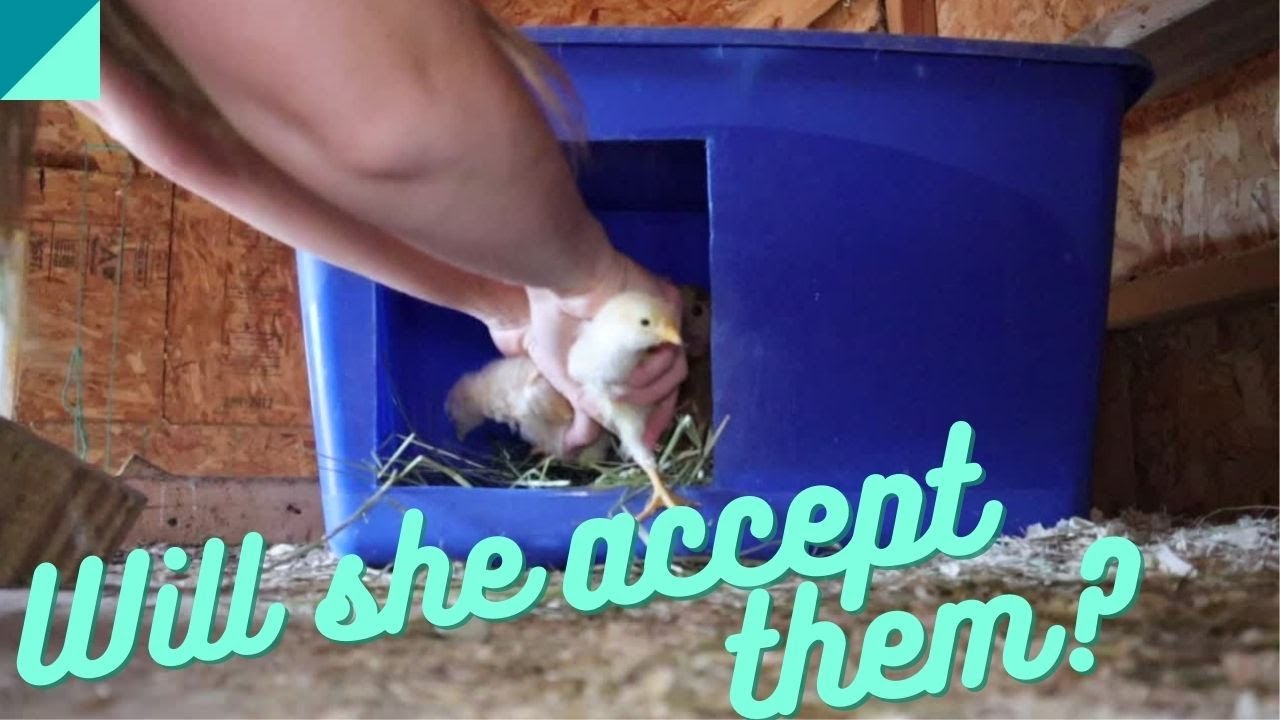 Will chickens adopt baby chicks?