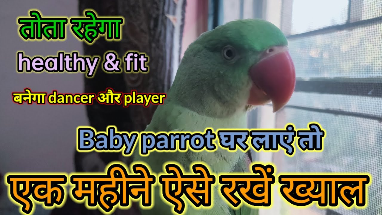 parrot care #एक महीने तक ऐसे रखें ख्याल #parrotvideo #paharitota #ringnecktalkingparrot