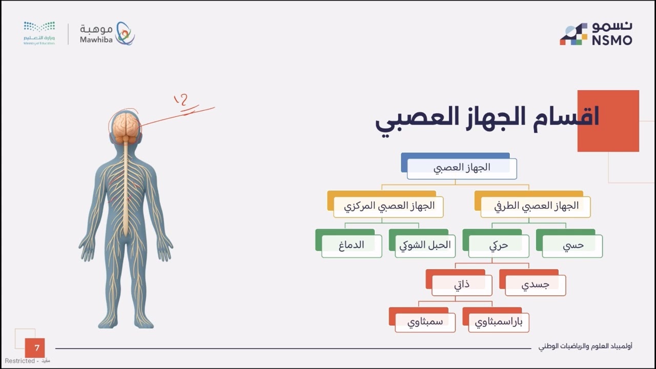 أولمبياد نسمو -تخصص الأحياء- الدرس العشرون الجهاز الدوراني والعصبي