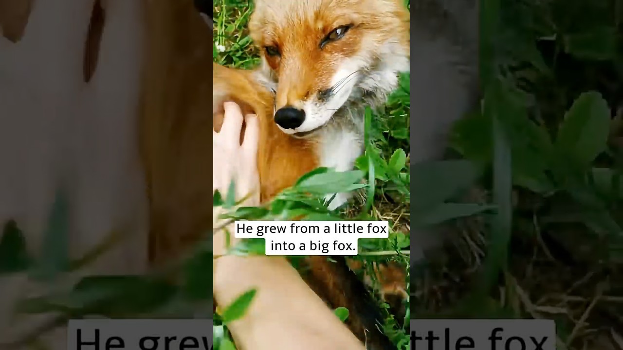 ⛹️&zwj;♂️I just went to the field to shoot a video... but came back with a little fox 🦊❤#FoxRescue