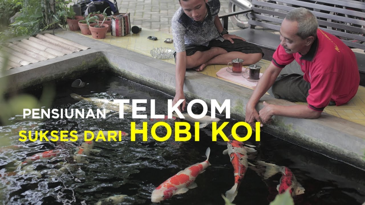 Cerita Pensiunan Telkom Sukses Usaha dari Hobi Ikan Koi