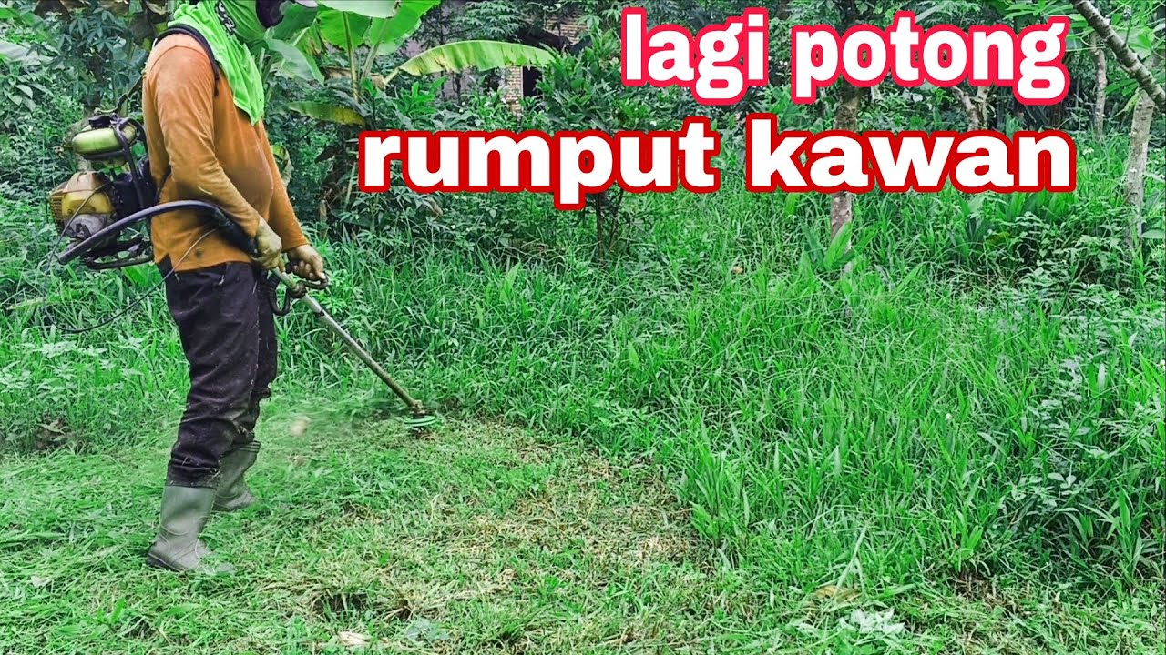 AYOK KITA POTONG RUMPUT LAGI