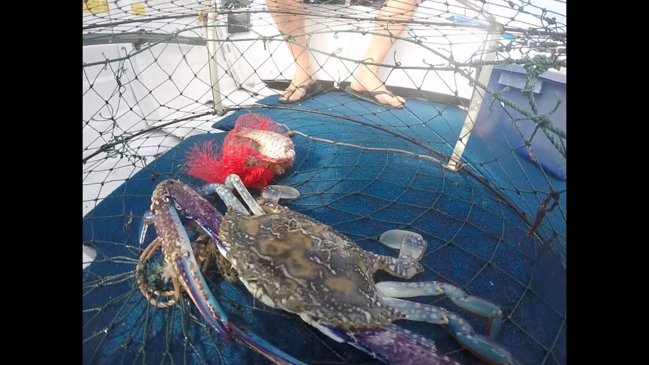 Blue Swimmer Crabbing In NSW, Australia - Timing Is Everything!!