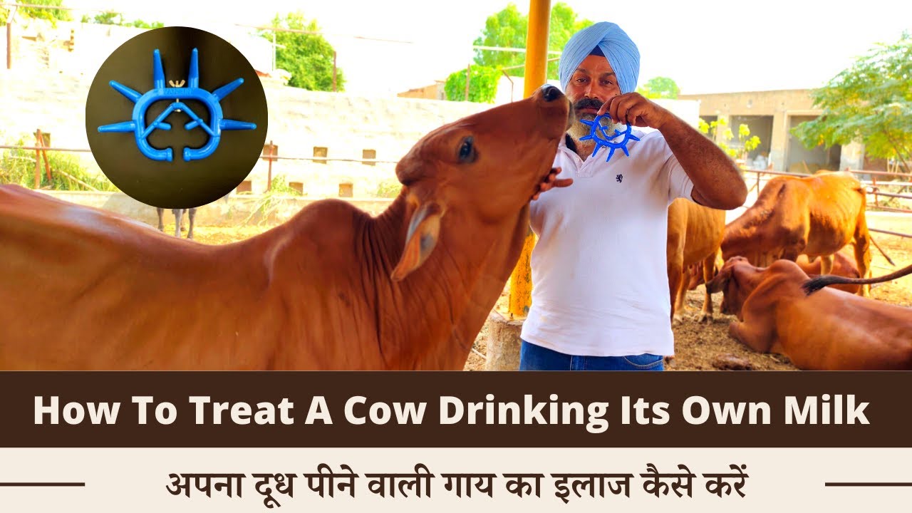 How To Treat A Cow Drinking Its Own Milk | Problem Solved