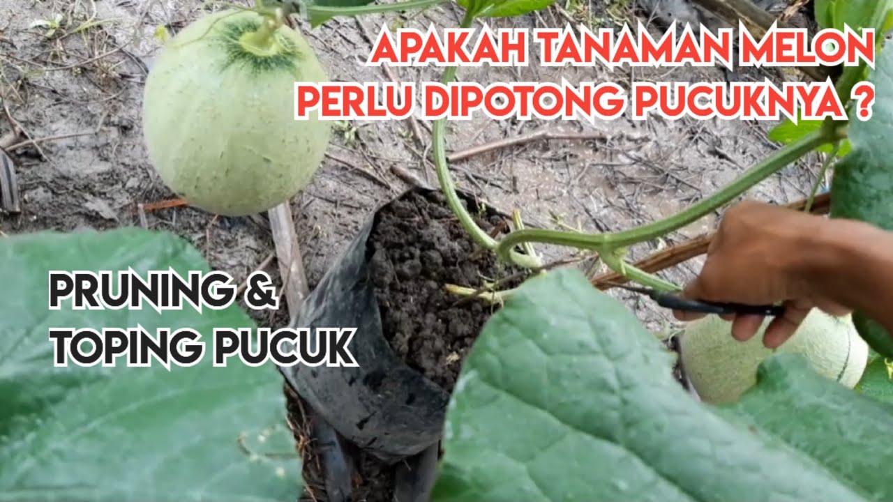 CARA PRUNING DAN TOPING PUCUK TANAMAN MELON
