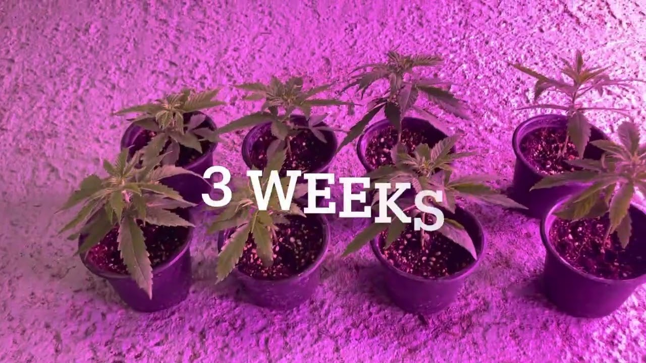 Cherry wine CBD HEMP Timelapse
