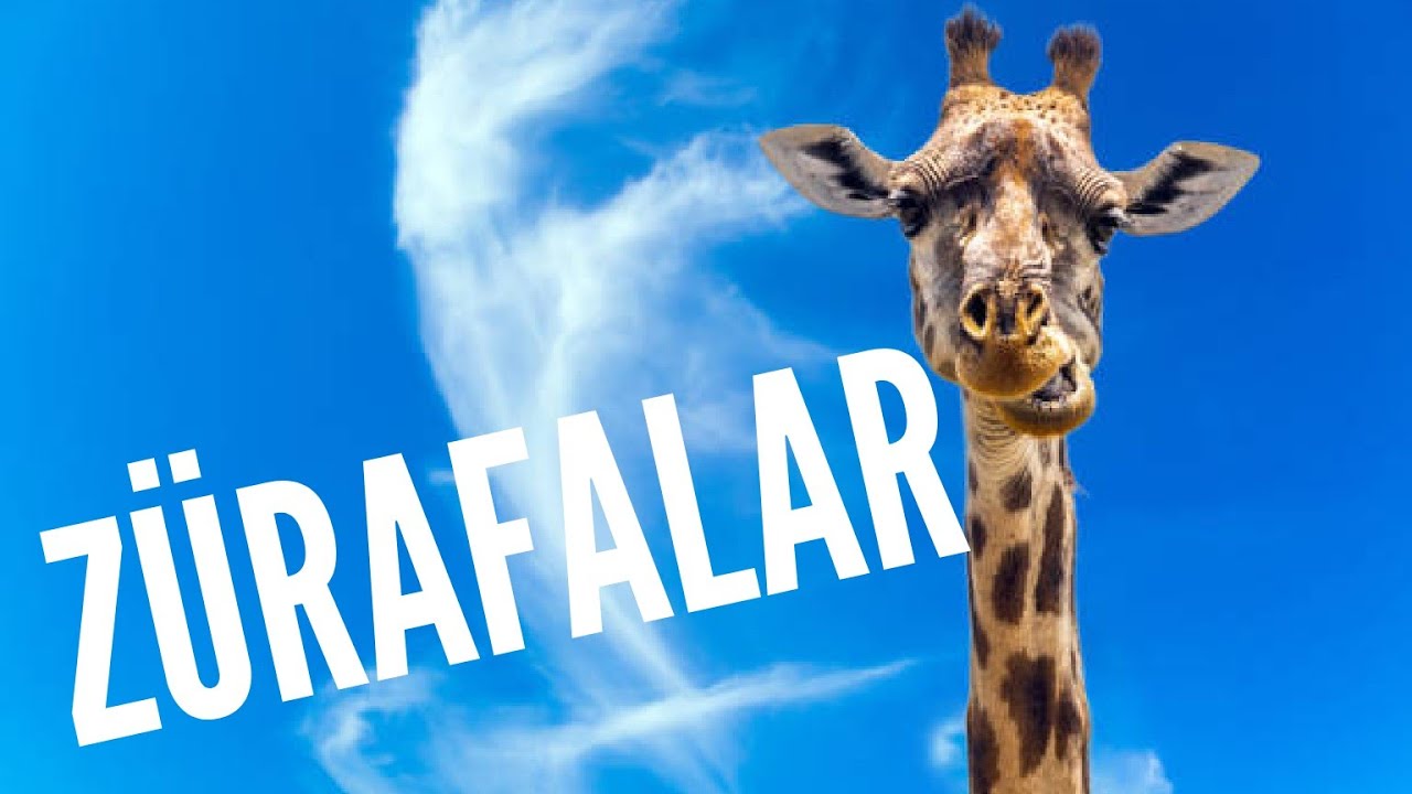 Z&uuml;rafalar | Afrika Belgeselleri | Z&uuml;rafa Belgeseli | Hayvan Belgeseli | &Ccedil;ocuklar i&ccedil;in belgesel