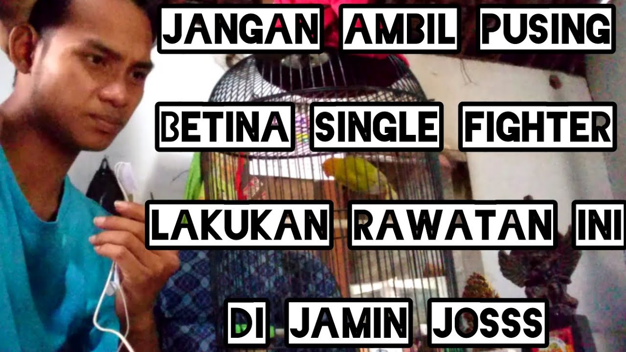 Rawatan betina single full krodong