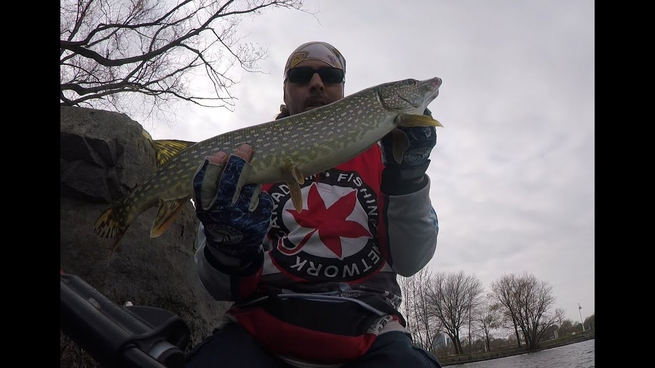1st Hamilton Harbor Ice Report Nov 29th 2021 & Lake Ontario Pike Fishing
