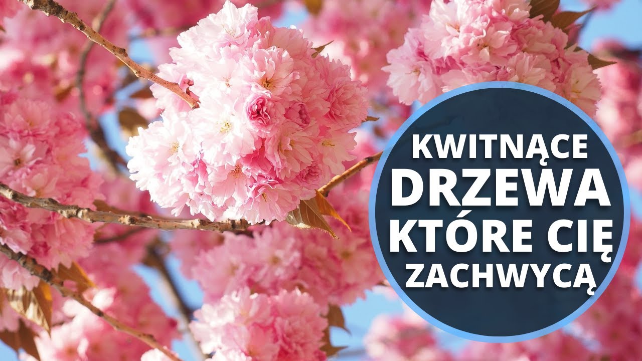 5 NAJPIĘKNIEJSZYCH kwitnących DRZEW do mały i dużych ogrodów do donic na balkony i tarasy
