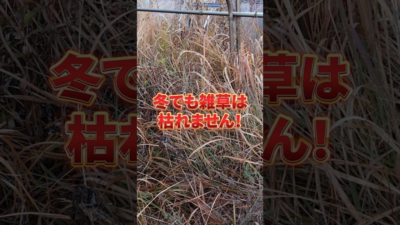 【雑草対策】チガヤの驚くべき生命力！冬でも枯れない雑草の真実