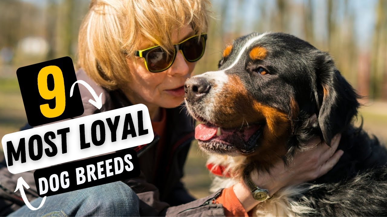 9 Most Loyal Dog Breeds