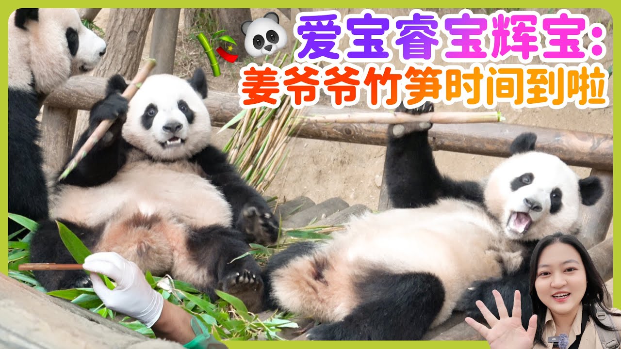 大熊猫睿宝辉宝爱宝秒变小吃货🐼🎋饲养员姜爷爷送竹笋投喂现场！爱宝乐园宝家族日常 #大熊貓 #輝寶#睿寶 #愛寶樂園#樂寶#愛寶#福寶#후이바오 #루이바오 #panda #huibao #lebao