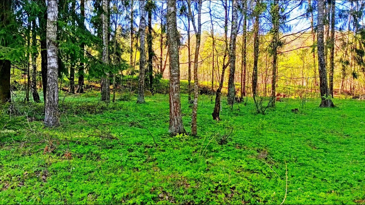 Пение птиц, снимающее стресс 🌿 Слушайте прямо сейчас 🌿