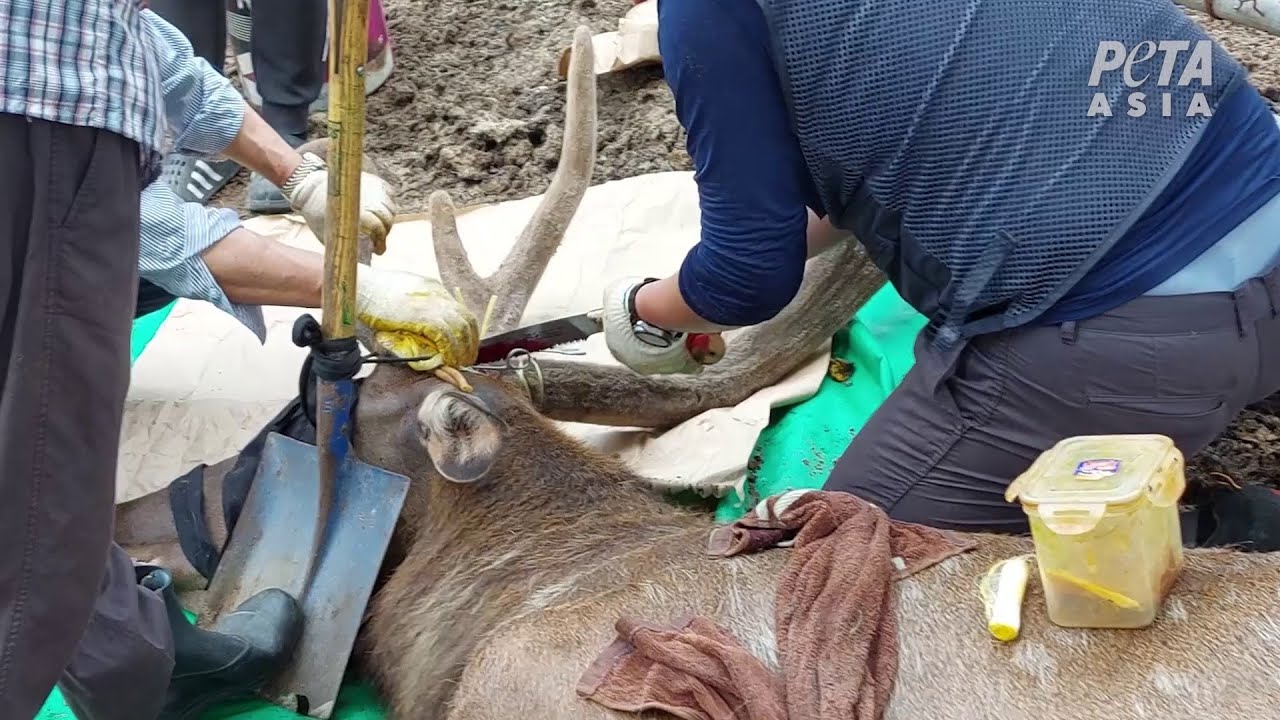 First-Ever Expos&eacute; of Deer Velvet Industry Reveals Horrific Cruelty | PETA