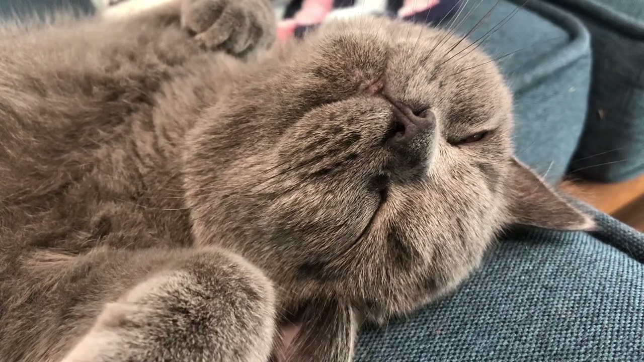 振り返りシリーズ:結局のところ、昔も今もかわいい猫