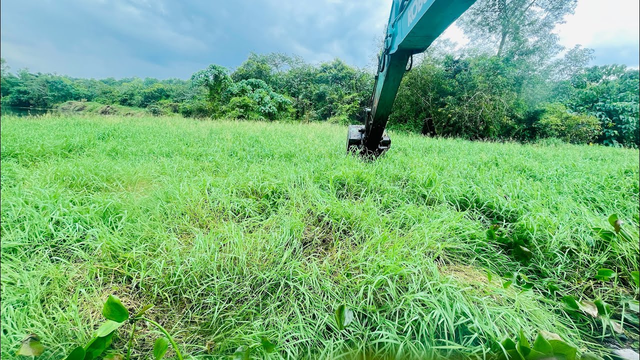 Cleaning a Weed-Filled River Using an Amphibious Excavator 💪💪💪