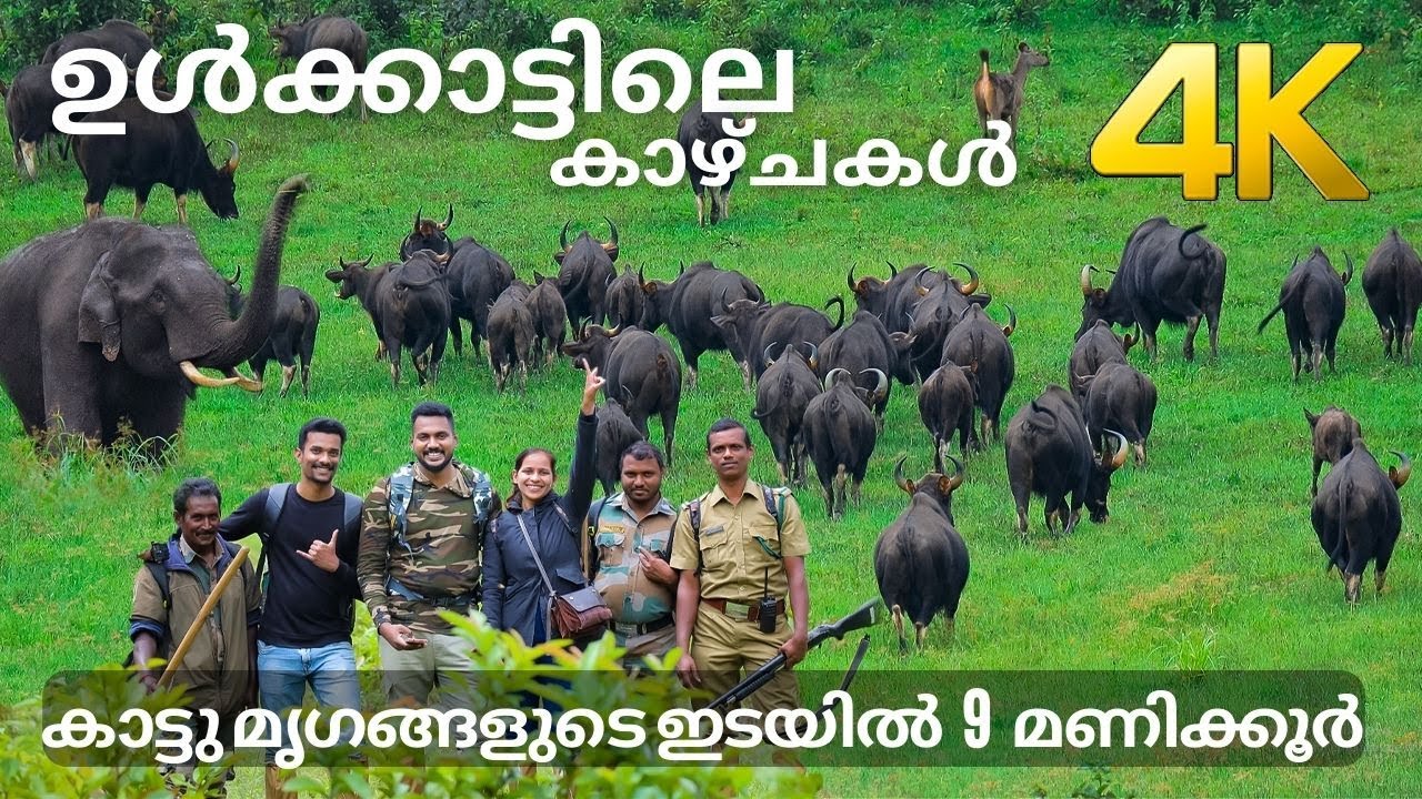 കാട്ടു മൃഗങ്ങളുടെ ഇടയിൽ 9 മണിക്കൂർ !!! 4K