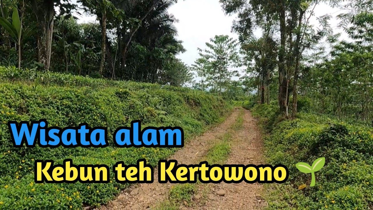 Lumajang - East Java | Trip to the tea garden in Gucialit Village, so beautiful and natural