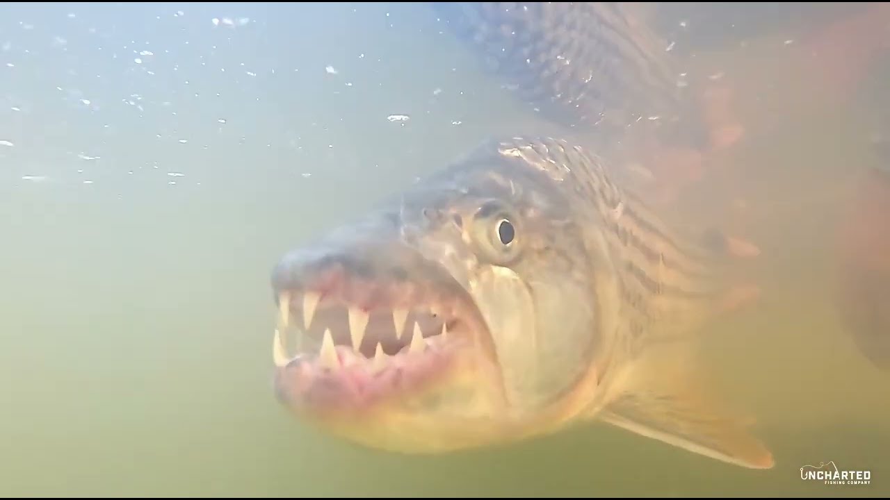 The hunt for Jozini's Homegrown Tigerfish