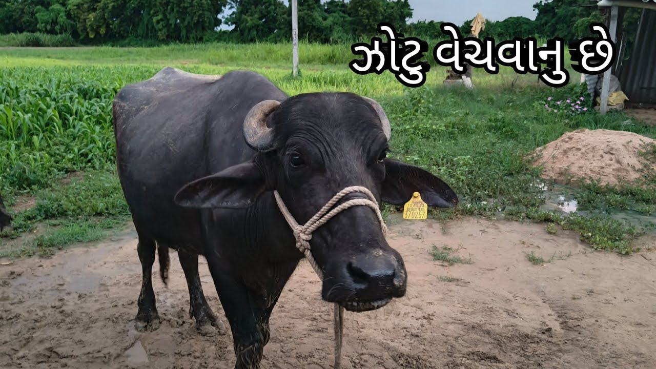આ ઝોટુ વેચવાનુ છે 😍 #gujarati #villagelife #viral 