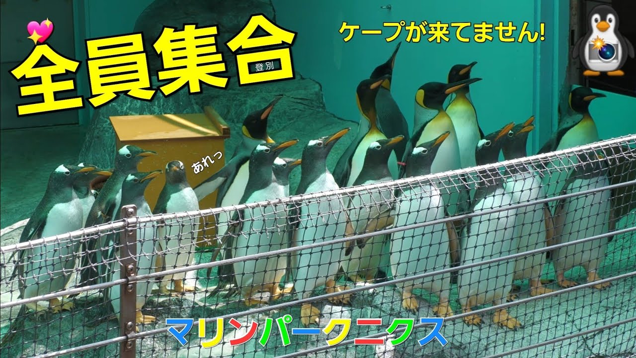 🐧ペンギンちゃんウオッチング＆もぐもぐタイム【登別マリンパークニクス】ケープペンギン・ジェンツーペンギン・キングペンギン 🎥ペンギンカメラ💖リアルガチ映像