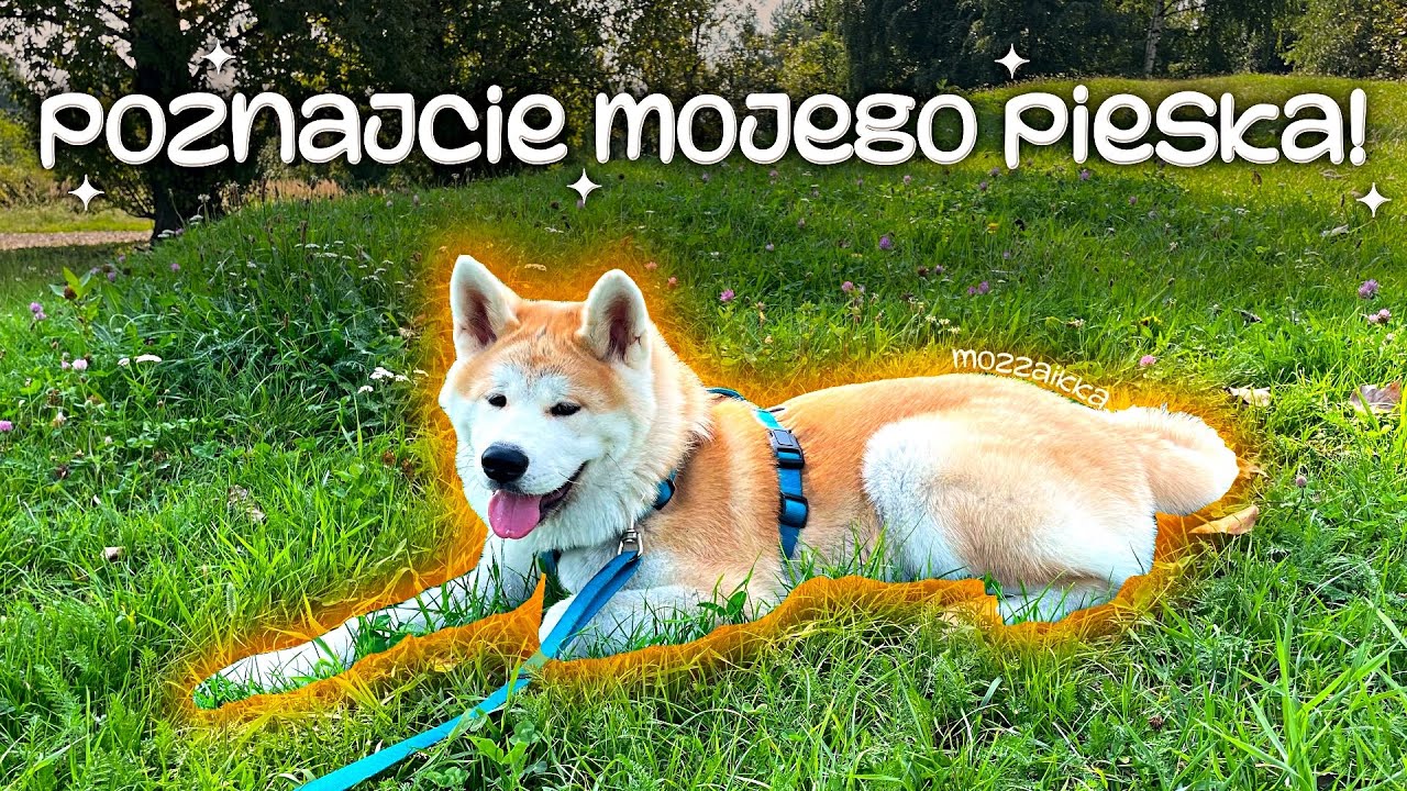POZNAJCIE MOJEGO PIESKA!   *spełniłam marzenie po 10 latach*