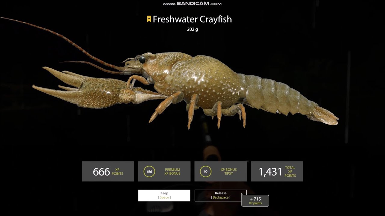 Russian Fishing 4 l Volkhov River l Freshwater Crayfish 0.202 kg