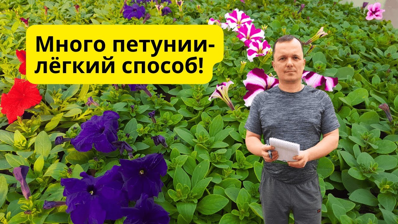 Выращивание петунии в ящике- без пикировки в стаканы! Удивительно лёгкий способ!