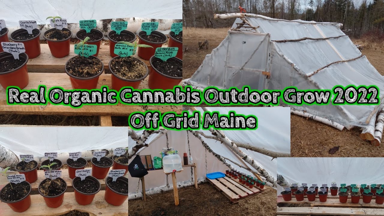 Organic Cannabis Outdoor Grow 2022|Off Grid Maine