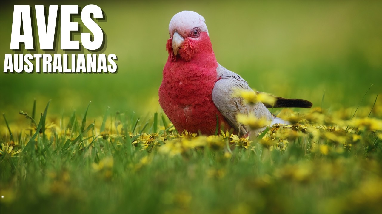 😂 Aves Encrenqueiras da Austr&aacute;lia: O Segredo Selvagem dos C&eacute;us