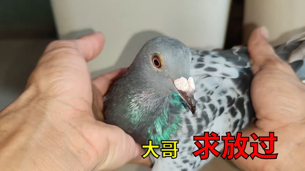大哥，我就是来玩一玩，求放过#信鸽赛鸽 #天落 #鴿子