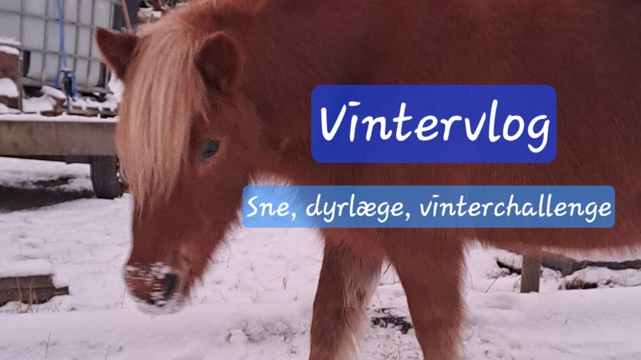 Vintervlog - Sne, dyrlæge, vinterchallenge