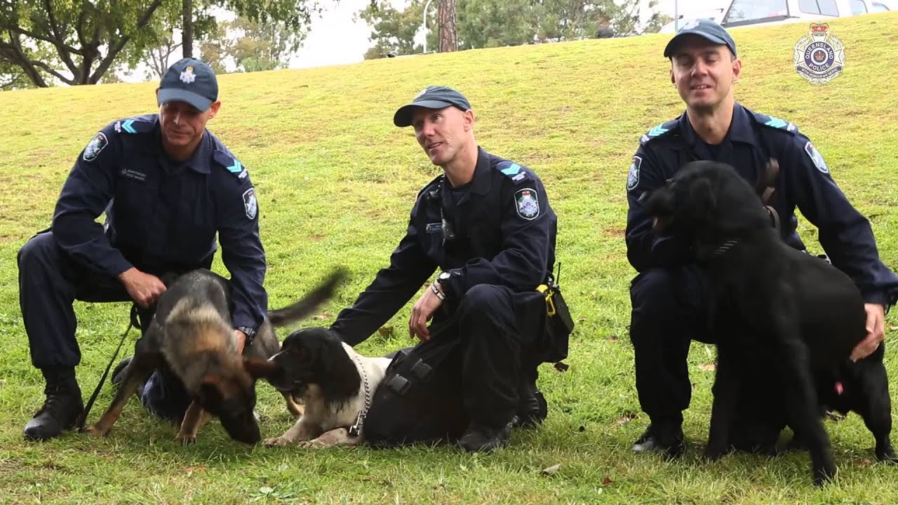 Cadaver Police Dogs