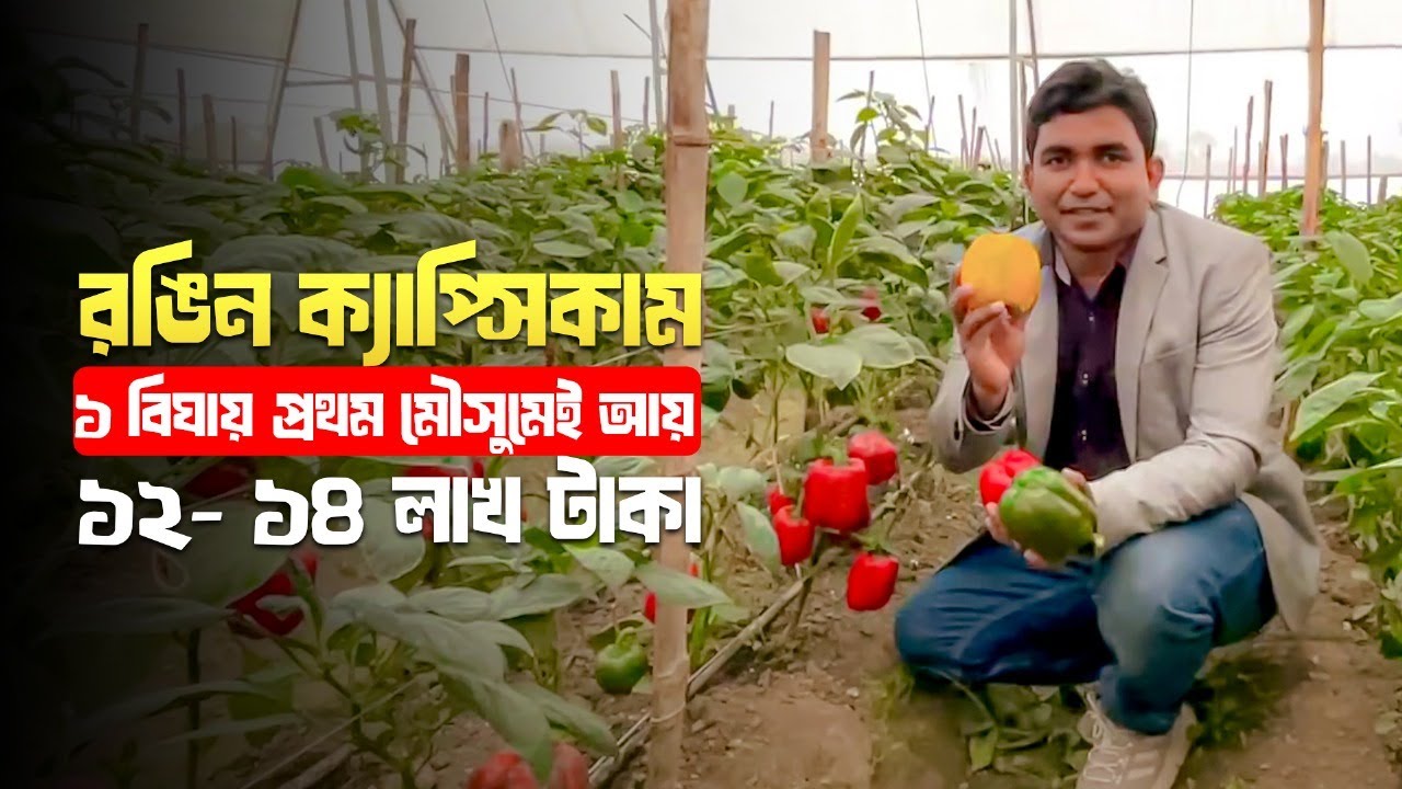 রঙিন ক্যাপ্সিকামঃ ১ বিঘায় প্রথম মৌসুমেই আয় ১২- ১৪ লাখ টাকা