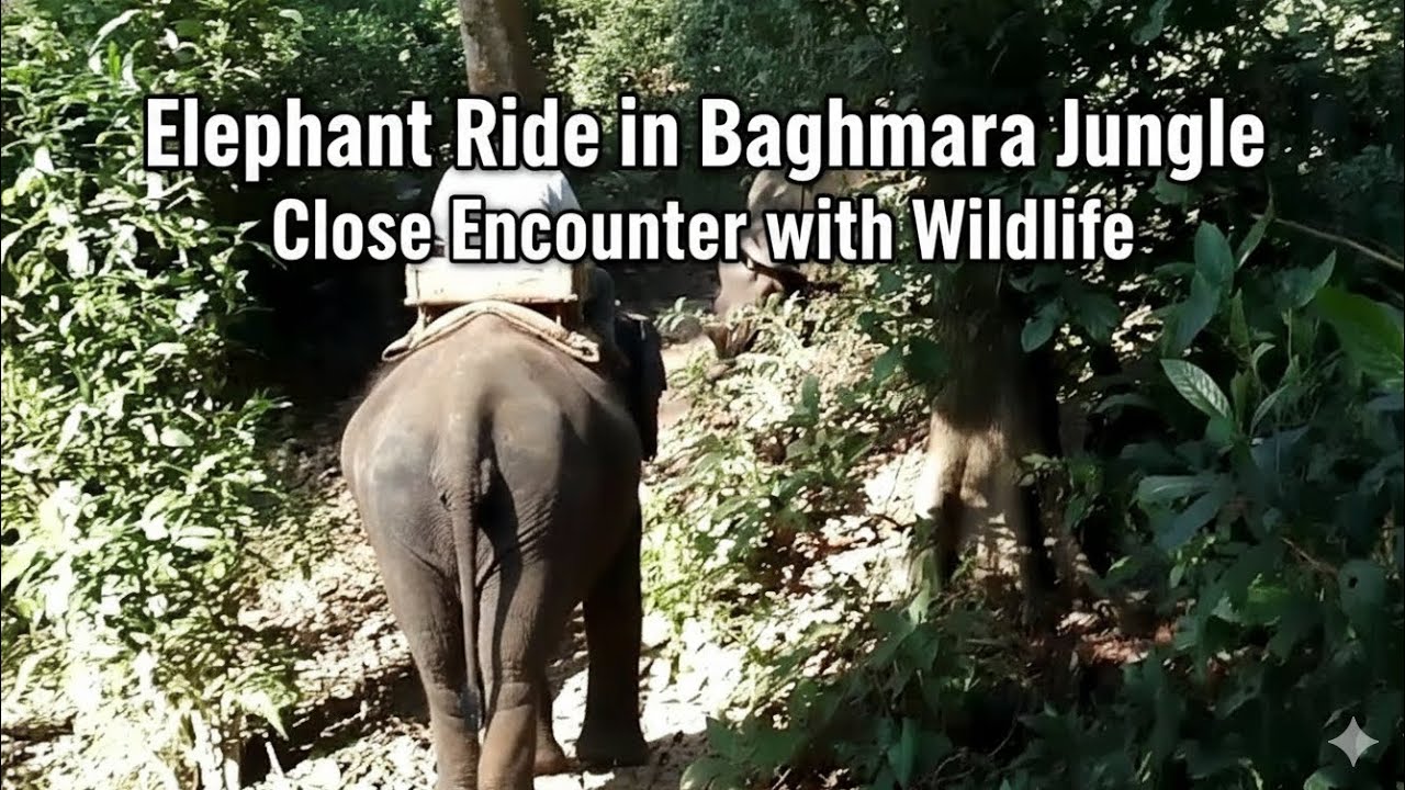 Elephant Ride in Baghmara Jungle | Close Encounter with Wildlife