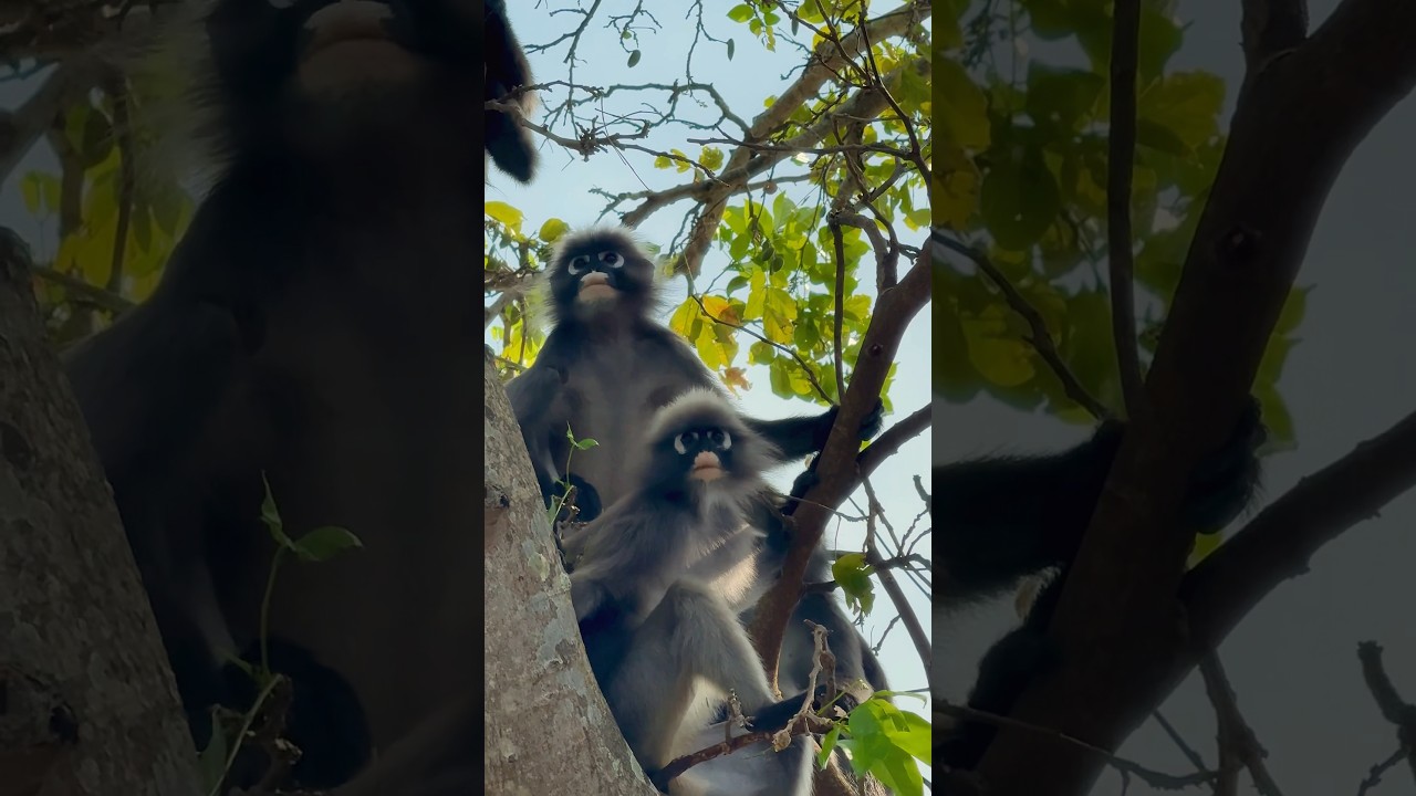 1 dzień na Railay Beach Krabi z Ao Nang Thailand 🇹🇭