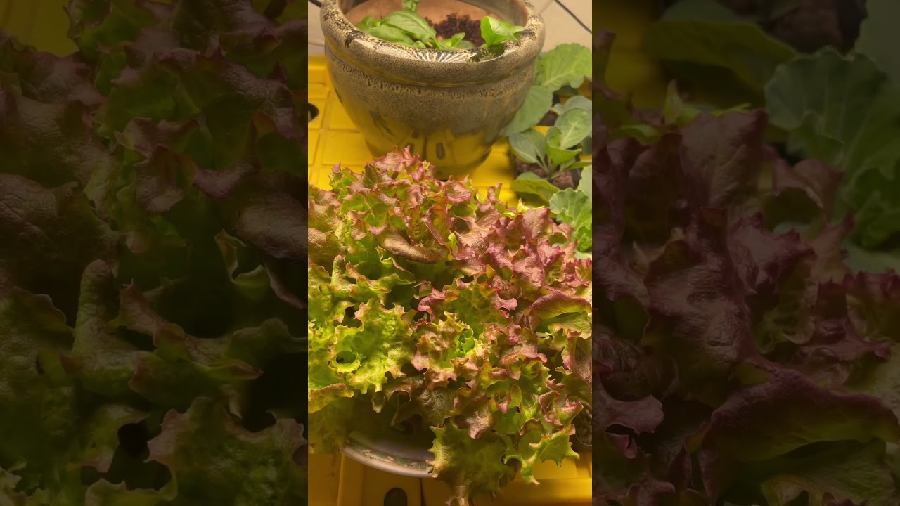 #growyourownfood