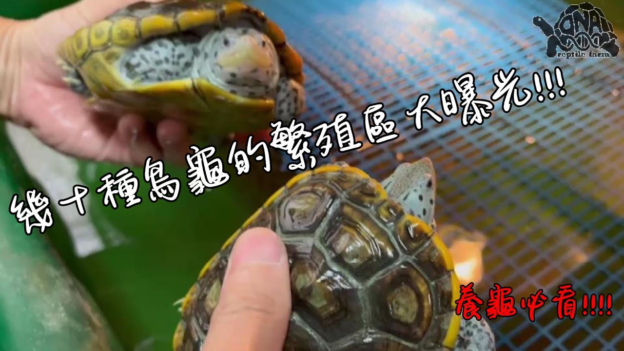 DNA台中場拍攝之旅EP2 超多繁殖區大公開!!【九桃分享養爬蟲-《Reptiles》】